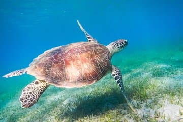 Red Sea Snorkeling from Hurghada
